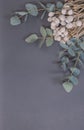 Natural leaves of eucalyptus and star anise star lies on a gray background place for your text Royalty Free Stock Photo
