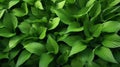 Natural leaves green plants using as spring or summer. Generative AI. Royalty Free Stock Photo