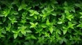 Natural leaves green plants using as spring or summer. Generative AI. Royalty Free Stock Photo