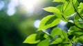 Natural leaves green plants using as spring or summer . Generative AI Royalty Free Stock Photo