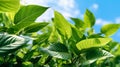 Natural leaves green plants using as spring or summer . Generative AI