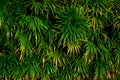 Natural leaves in the rainforest, background from tropical natureNatural leaves in the rainforest, background from tropical nature Royalty Free Stock Photo