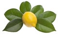 Natural Lemon Clean Royalty Free Stock Photo