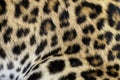 Leopard fur bacground Royalty Free Stock Photo