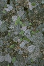 Natural lichen and moss background and texture. Old gray wall covered with lichen and moss. Organic textures and backgrounds. Royalty Free Stock Photo