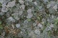 Natural lichen and moss background and texture. Old gray wall covered with lichen and moss. Organic textures and backgrounds. Royalty Free Stock Photo