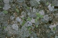 Natural lichen and moss background and texture. Old gray wall covered with lichen and moss. Organic textures and backgrounds. Royalty Free Stock Photo