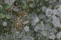 Natural lichen and moss background and texture. Old gray wall covered with lichen and moss. Organic textures and backgrounds. Royalty Free Stock Photo