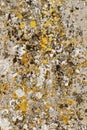 Natural lichen organisms on gravestone concrete. Organic abstract art background image.