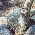 Natural Lichen Texture Background Royalty Free Stock Photo