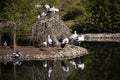 Natural life park, zoo, Izmir / Turkey, stork birds varietes animal