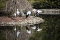 Natural life park, zoo, Izmir / Turkey, stork birds varietes animal