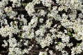 Natural light background consists of a flowering blackthorn bush.
