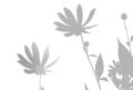 Natural light casts shadows from Jerusalem artichoke flowers a white isolated background. The effect of shadows