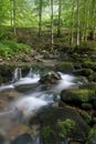 Natural light in a forest with a stream