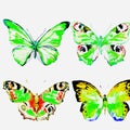 Natural light green beautiful butterfly flying open black wings spring watercolor abstract on white Royalty Free Stock Photo