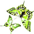 Natural light green beautiful butterfly flying open black wings spring watercolor abstract on white Royalty Free Stock Photo