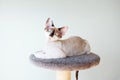 Bicolor colorpoint purebred Devon Rex feline is sitting on the cats plush house scratching post. Royalty Free Stock Photo