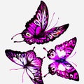 Natural light pink beautiful butterfly flying open black and purple wings spring watercolor abstract on white Royalty Free Stock Photo