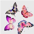 Natural light pink beautiful butterfly flying open black and purple wings spring watercolor abstract on white Royalty Free Stock Photo