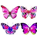 Natural light pink beautiful butterfly flying open black and purple wings spring watercolor abstract on white Royalty Free Stock Photo