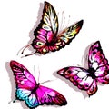 Natural light pink beautiful butterfly flying open black and purple wings spring watercolor abstract on white Royalty Free Stock Photo