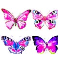 Natural light pink beautiful butterfly flying open black and purple wings spring watercolor abstract on white Royalty Free Stock Photo