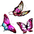 Natural light pink beautiful butterfly flying open black and purple wings spring watercolor abstract on white Royalty Free Stock Photo