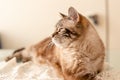 Natural light profile portrait of elderly tabby cat, family pet memory
