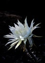 Natural light shining on a white Night Blooming Cereus Royalty Free Stock Photo