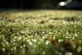 Natural spring green grass background with water dew droplets. Selective focus with background blur. Copy space Royalty Free Stock Photo
