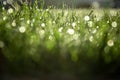 Natural spring green grass background with water dew droplets. Selective focus with background blur. Copy space Royalty Free Stock Photo