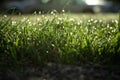 light spring green grass background with water dew droplets. Selective focus with background blur. Copy space Royalty Free Stock Photo