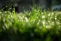 light spring green grass background with water dew droplets. Selective focus with background blur. Copy space Royalty Free Stock Photo