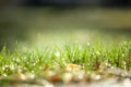 light spring green grass background with water dew droplets. Selective focus with background blur. Copy space Royalty Free Stock Photo