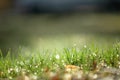 light spring green grass background with water dew droplets. Selective focus with background blur. Copy space Royalty Free Stock Photo