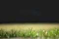 Natural spring green grass background with water dew droplets. Selective focus with background blur. Copy space Royalty Free Stock Photo