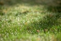 Natural spring green grass background with water dew droplets. Selective focus with background blur. Copy space Royalty Free Stock Photo