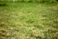 Natural spring green grass background with water dew droplets. Selective focus with background blur. Copy space Royalty Free Stock Photo