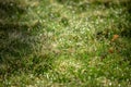 Natural spring green grass background with water dew droplets. Selective focus with background blur. Copy space Royalty Free Stock Photo