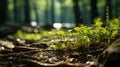 Natural light streaming along the forest floor through the tree branches, Generative AI