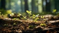 Natural light streaming along the forest floor through the tree branches, Generative AI