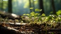 Natural light streaming along the forest floor through the tree branches, Generative AI Royalty Free Stock Photo