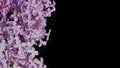 Natural lilac black background isolate