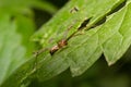 Natural Linyphia Triangularis Spider, summer sunny day natural environment. Macro Photo Royalty Free Stock Photo