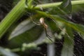 Natural Linyphia Triangularis Spider, summer sunny day natural environment. Macro Photo Royalty Free Stock Photo