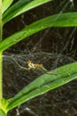 Natural Linyphia Triangularis Spider, summer sunny day natural environment. Macro Photo Royalty Free Stock Photo