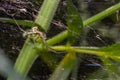 Natural Linyphia Triangularis Spider, summer sunny day natural environment. Macro Photo Royalty Free Stock Photo