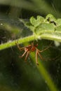 Natural Linyphia Triangularis Spider, summer sunny day natural environment. Macro Photo Royalty Free Stock Photo