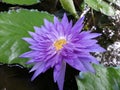 Natural lite purple Water Lily Flower of sri lanka